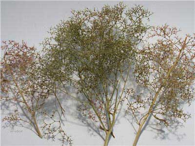 DETTAGLI